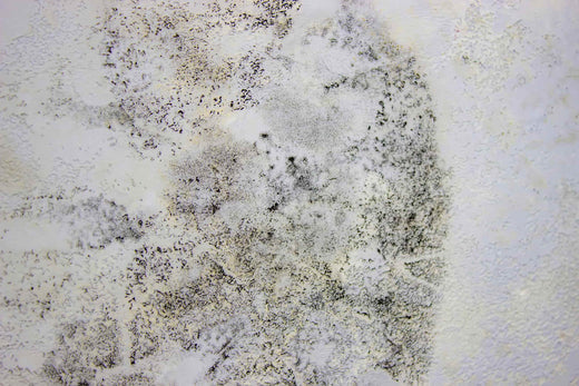 Gut Check: Signs That Mold Exposure May Be Causing Your Digestive Issues