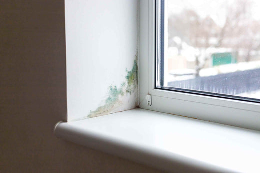 Mold Matters: What is Mold and How Does it Make You Sick?